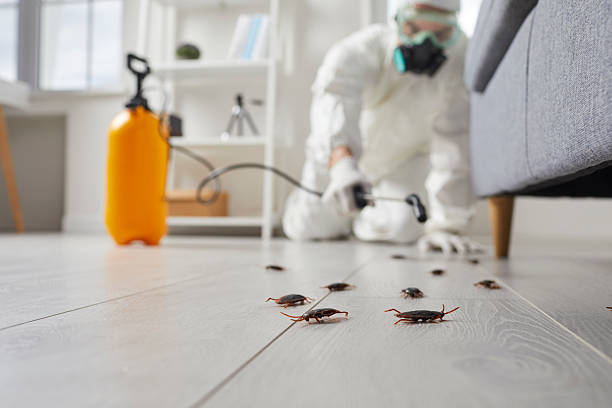 Commercial Kitchen Cockroach Control in Logan